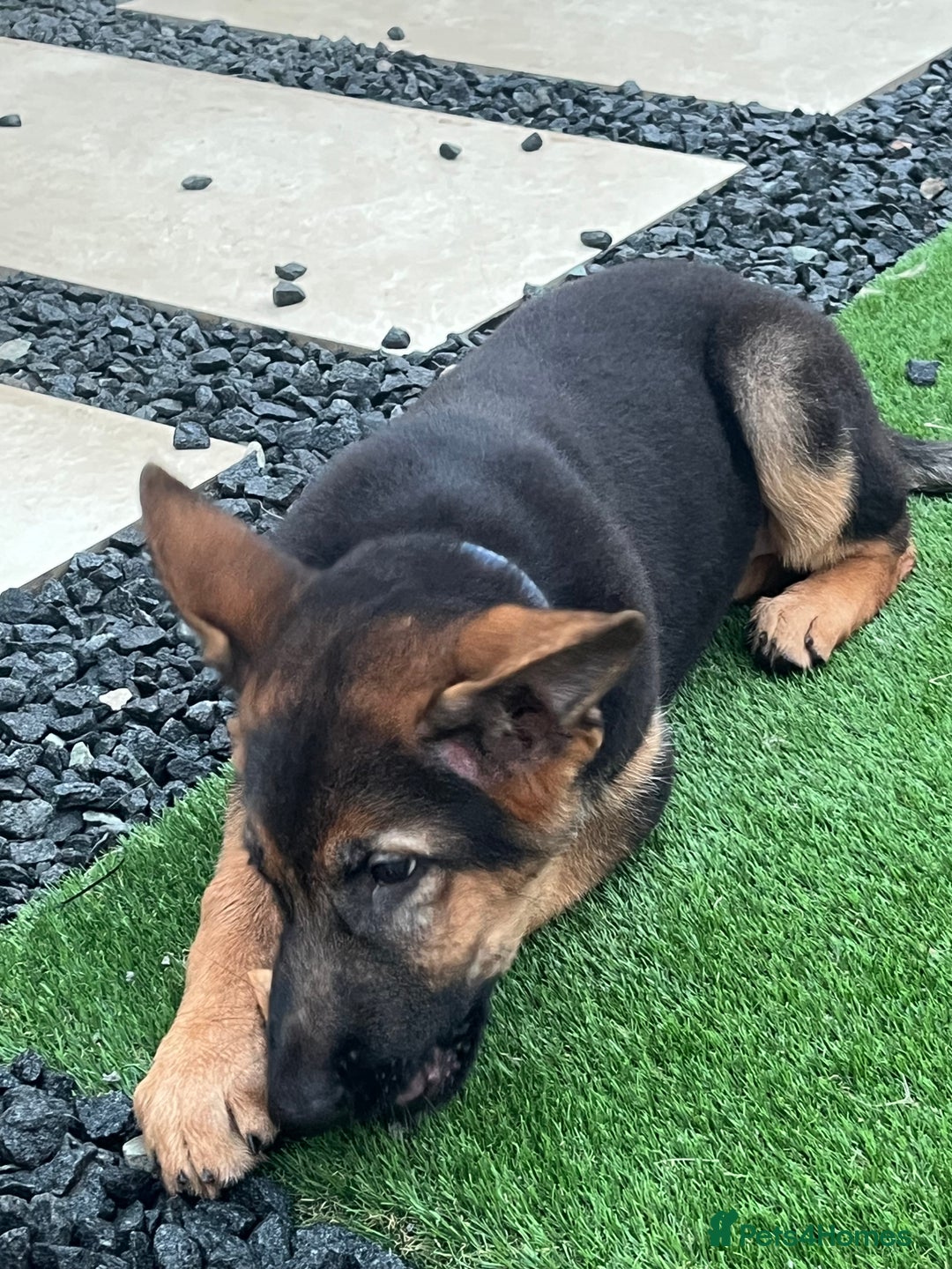 German Shepherd dogs for sale: Healthy German shepherd puppy needs new home - Image 4
