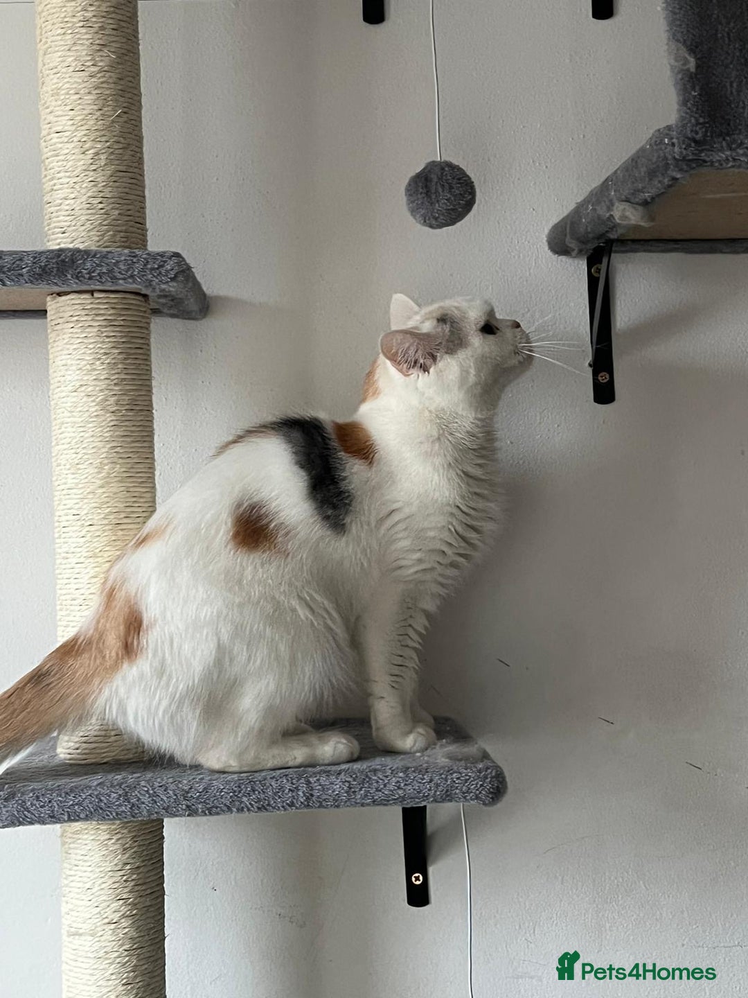 British Longhair cats for sale: Beautiful Cats for Sale – Loving Homes Only - Advert 4