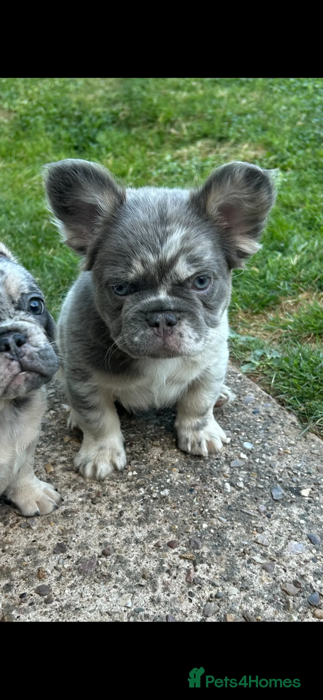 French Bulldog dogs for sale: Dwkc French bulldog Merle puppies  in Derby - Advert 1