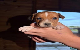 Jack Russell dogs for sale: Jack Russell puppies 5 boys left - Image 39