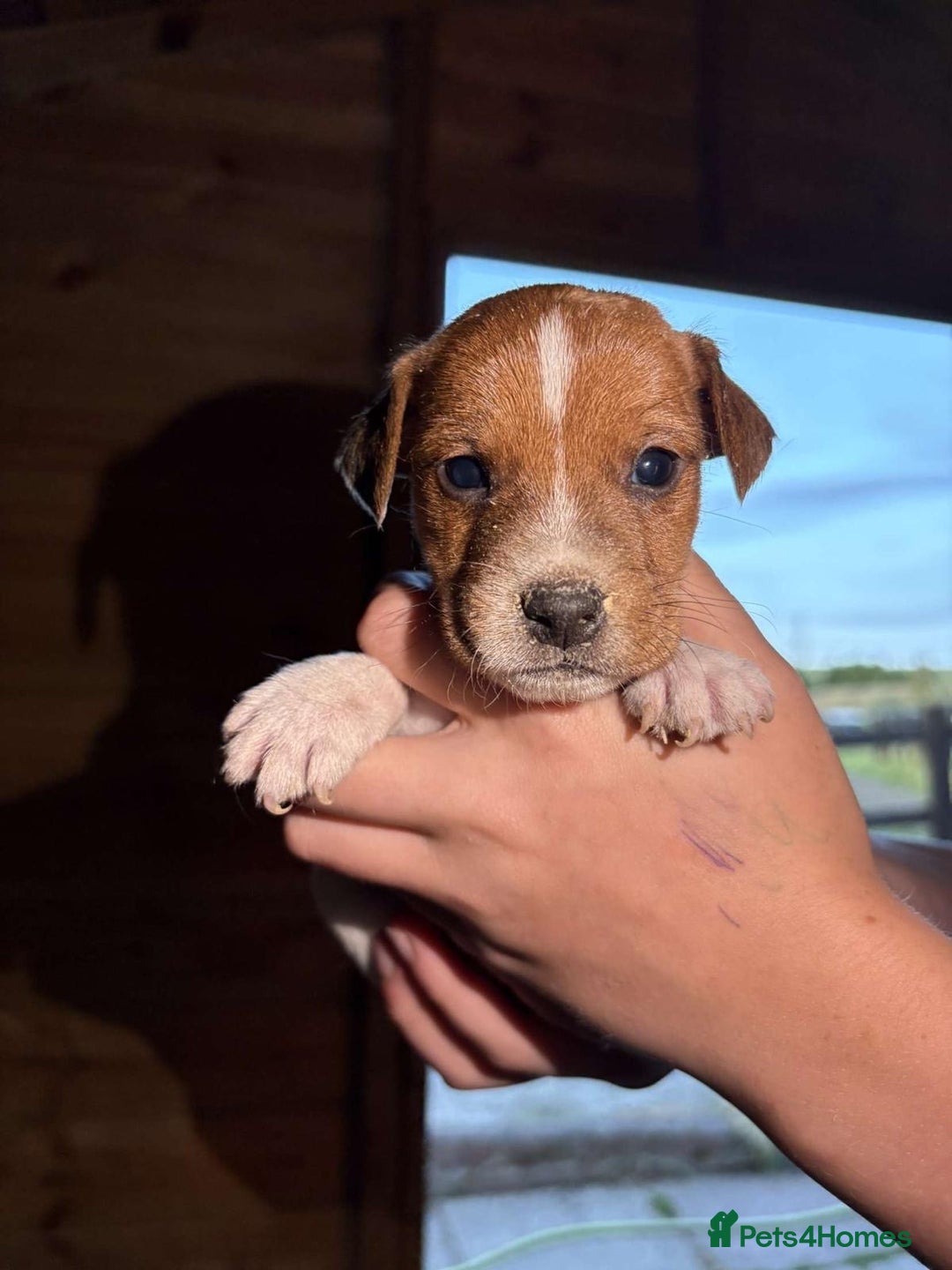 Jack Russell dogs for sale: Jack Russell puppies 5 boys left - Image 39