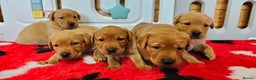 Labrador Retriever dogs for sale: 6 STUNNING KC REG FOX RED LABRADORS  - Advert 1