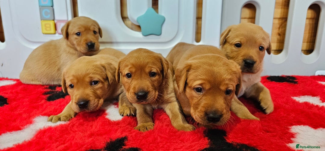 Labrador Retriever dogs for sale: 6 STUNNING KC REG FOX RED LABRADORS  - Advert 1