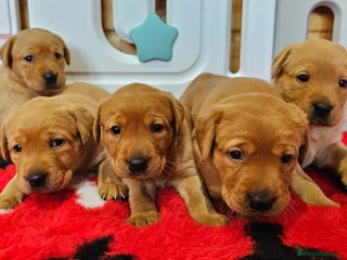 Labrador Retriever dogs 6 STUNNING KC REG FOX RED LABRADORS - Advert 12