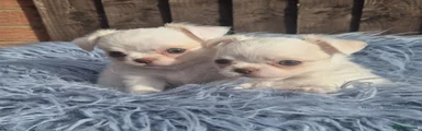 Chihuahua 4