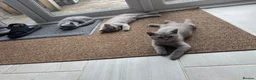British Shorthair cats for sale: 💜 Lilac BSH Boys – Ready for Their Forever Homes in Dartford - Advert 37