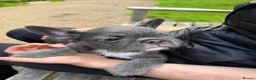 French Bulldog dogs for sale: LAST TWO - Top Quality Fluffy Coat French Bulldogs - Advert 3