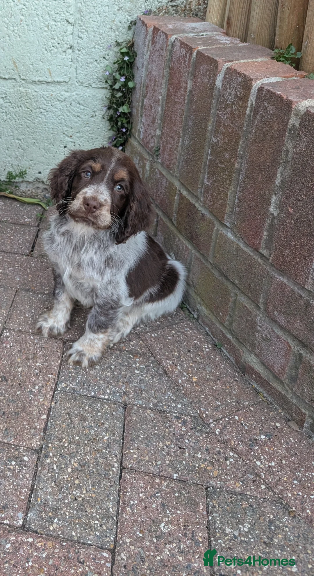 Cocker Spaniel dogs for sale: Female Cocker Spaniel Puppy 🐾 in Dover - Advert 1