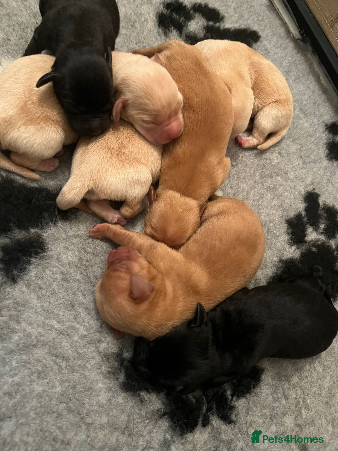 Labrador Retriever dogs for sale: Labrador Puppies - Advert 8