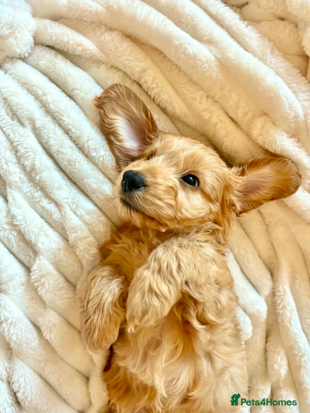 Cockapoo dogs for sale: 10 month old Cockapoo  - Advert 2