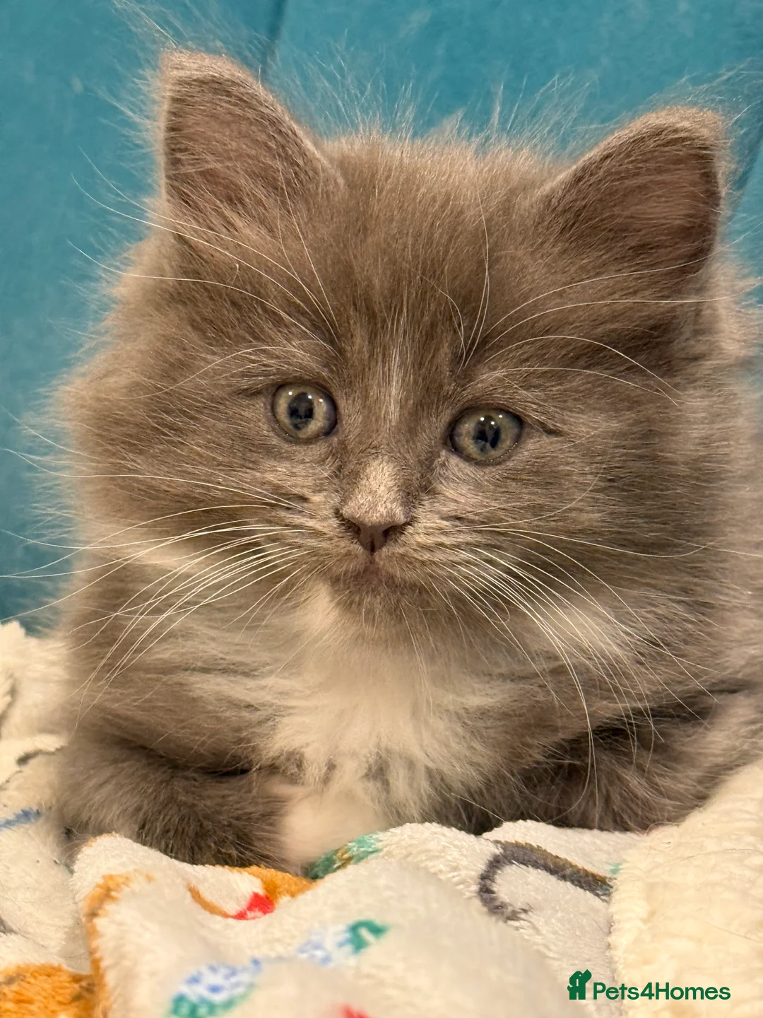 Ragcoon cats for sale: Blue and white ragcoon - Advert 2