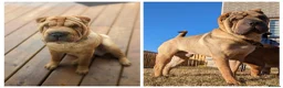 Shar Pei dogs for sale: Beautiful litter of Shar Pei Puppies  - Advert 15