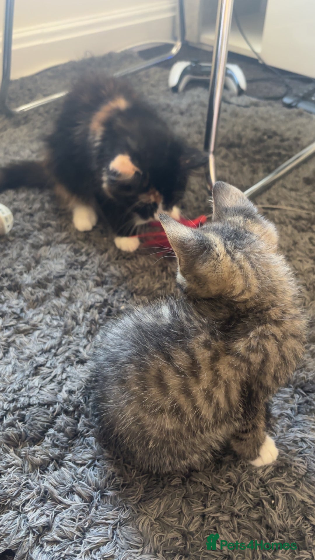 Mixed Breed cats for sale: 2 kittens rare coloured  - Advert 5