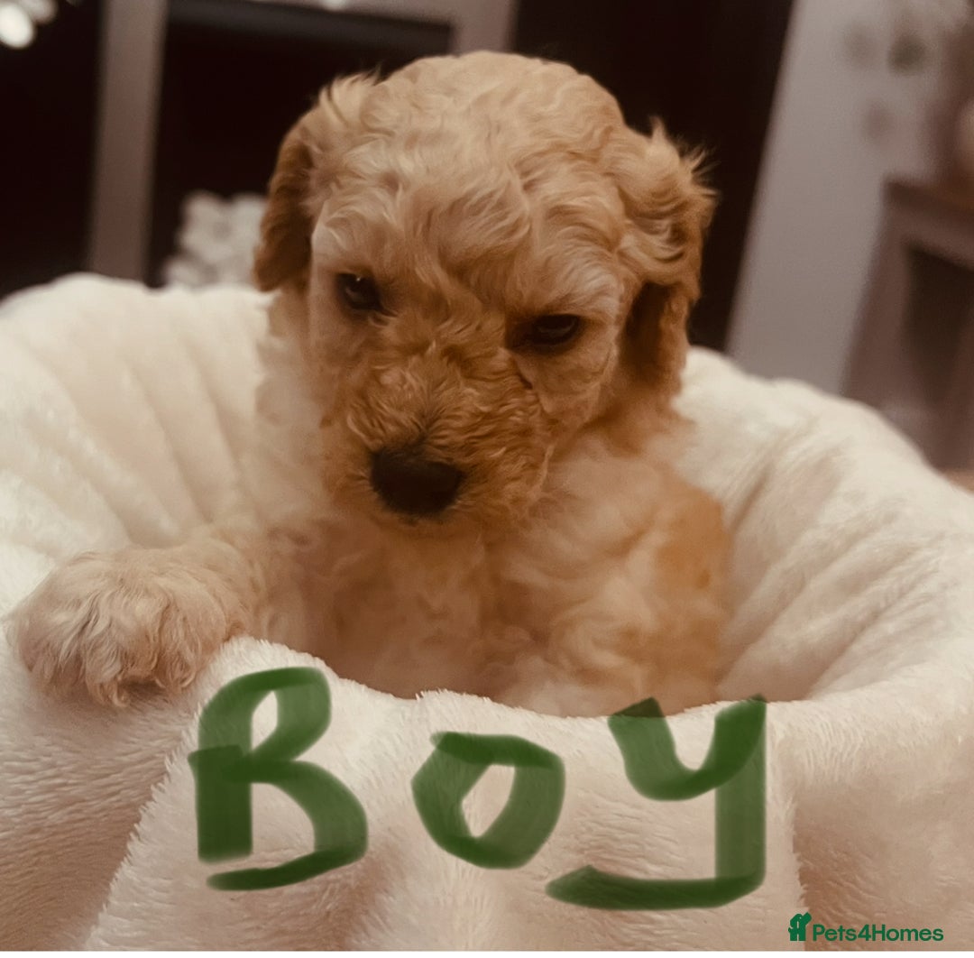 Toy Poodle dogs for sale: Toy poodle puppies - Image 9