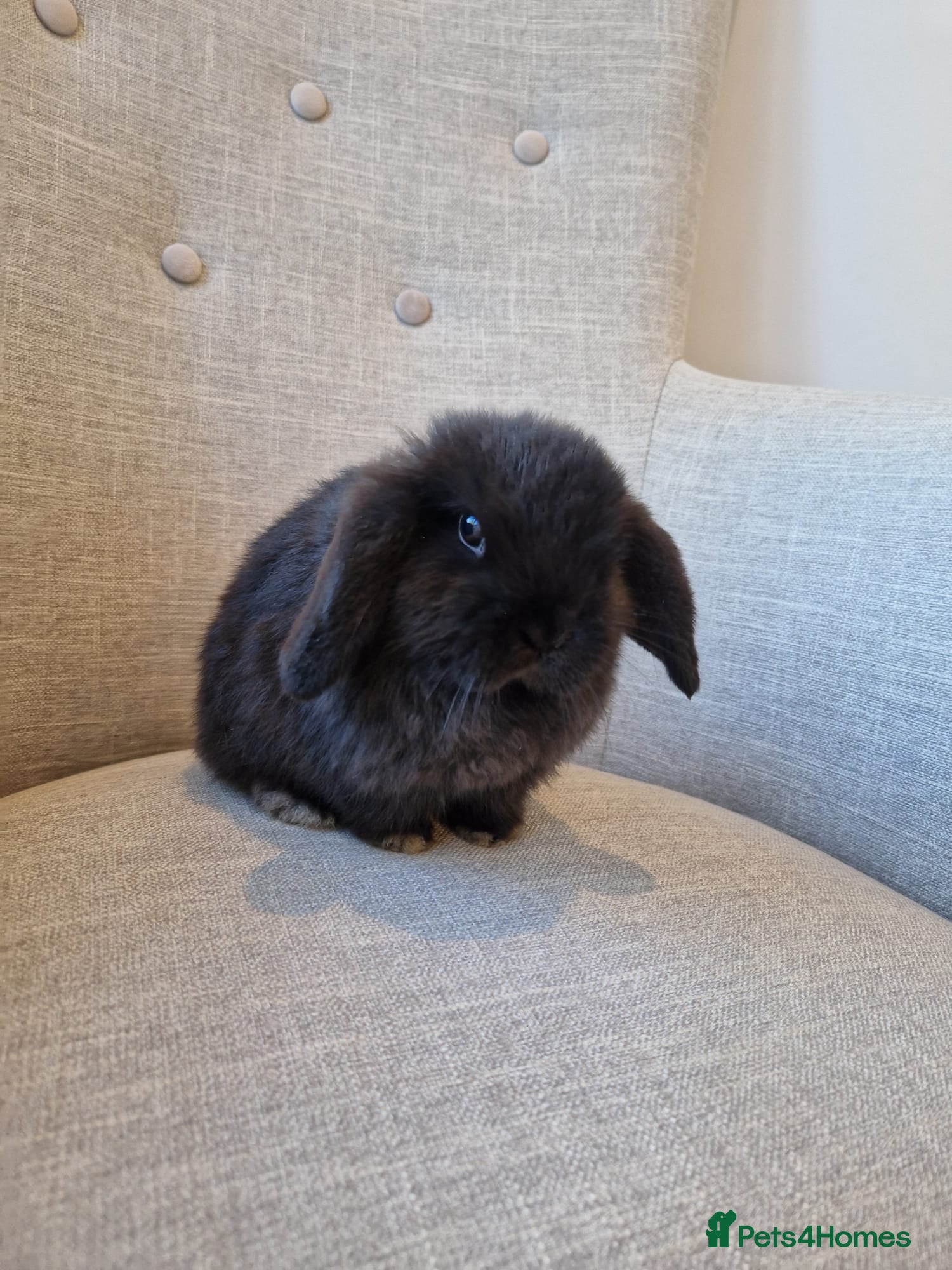 Mini Lop rabbits Exceptional Black Mini-Lop Girl. Available Now - Advert 7