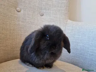Mini Lop rabbits Exceptional Black Mini-Lop Girl. Available Now - Advert 7