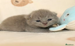 British Shorthair cats for sale: Gccf blue British shorthairs *ready November* - Image 11