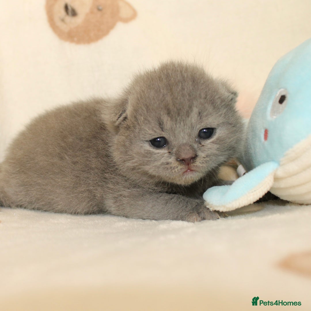 British Shorthair cats for sale: Gccf blue British shorthairs *ready November* - Image 11