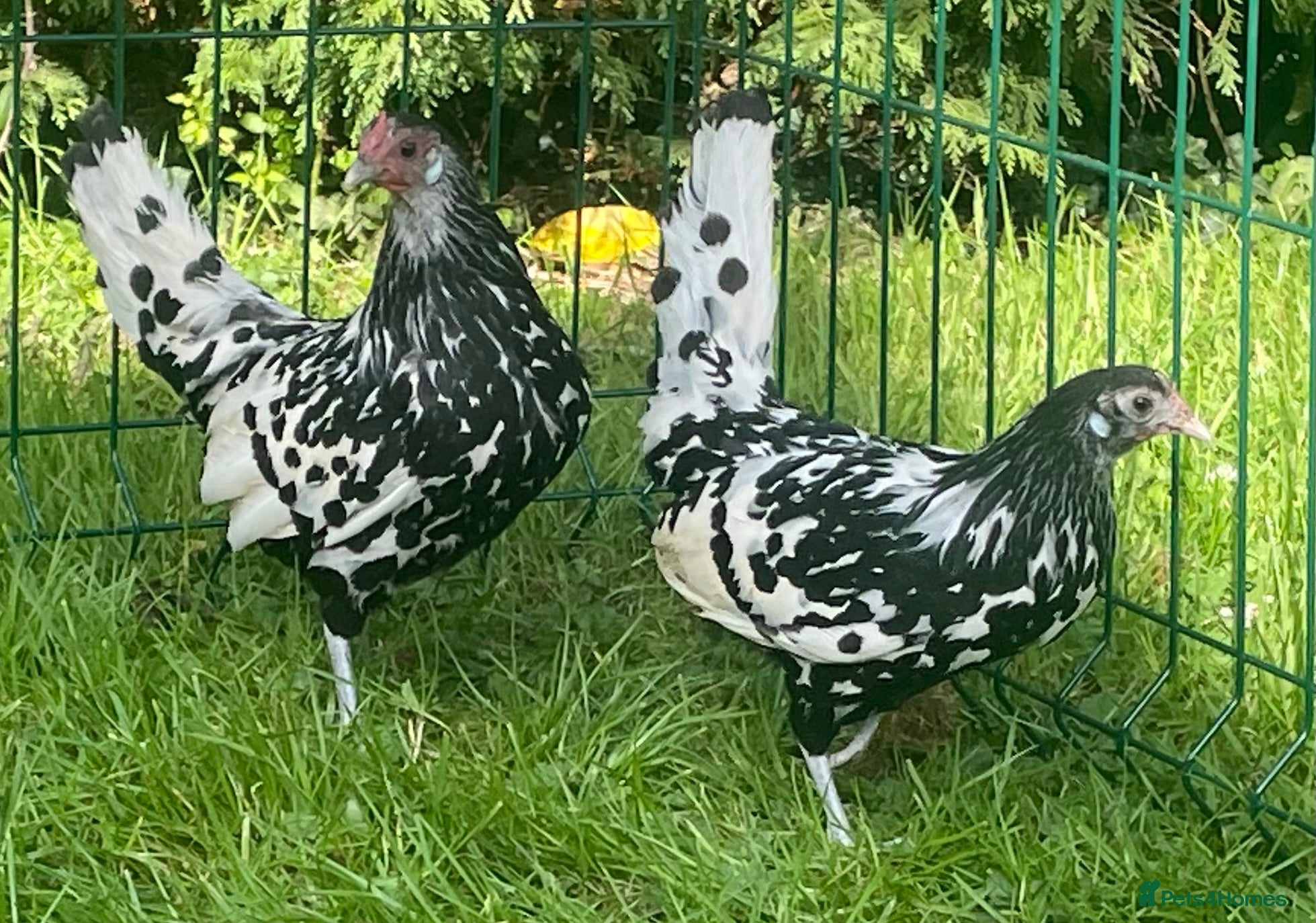 Chickens poultry Silver spangled Hamburg  - Advert 2