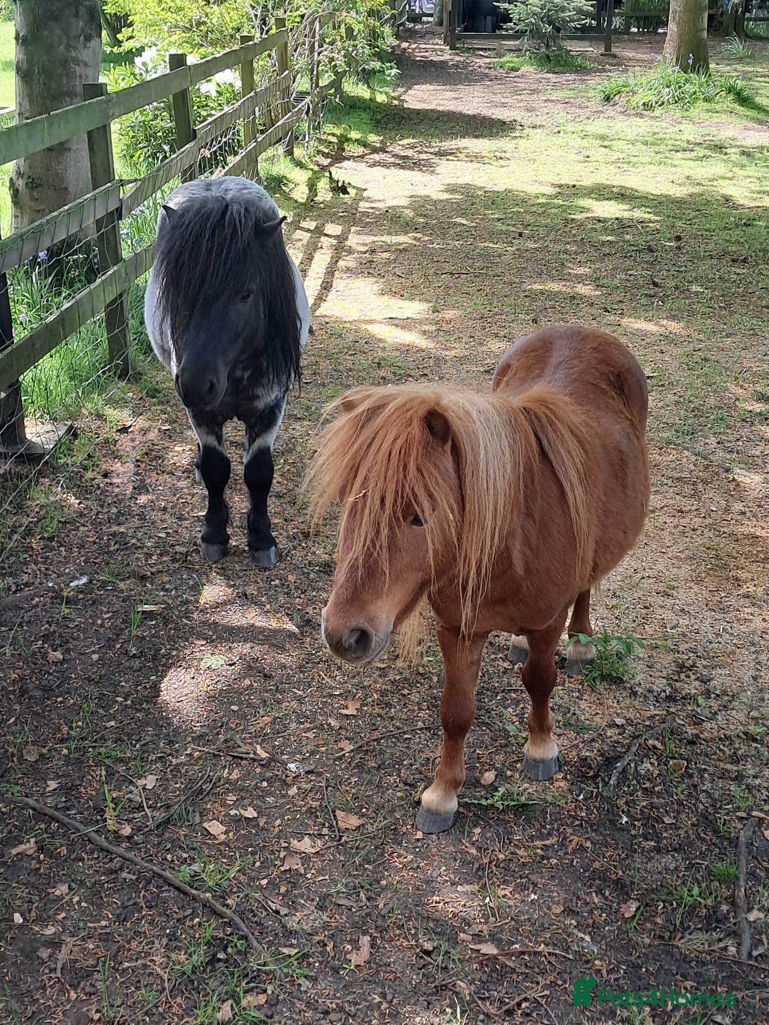 Shetland pony horses Shetland ponies - Advert 7