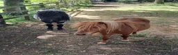 Shetland pony horses for sale: Shetland ponies in Carlisle - Advert 1