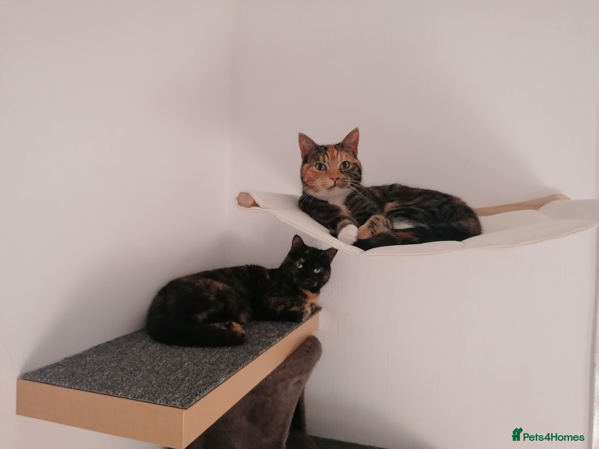 Mixed Breed cats 2x sisters  - Advert 2