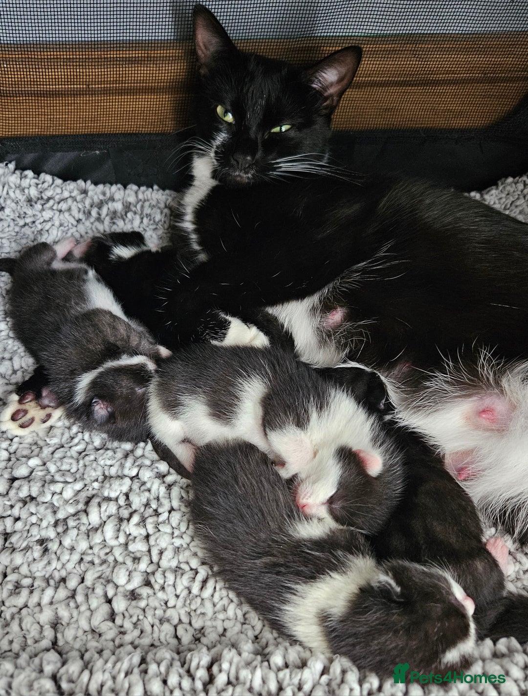 Mixed Breed cats for sale: Kittens Ready For Forever Homes! - Image 5