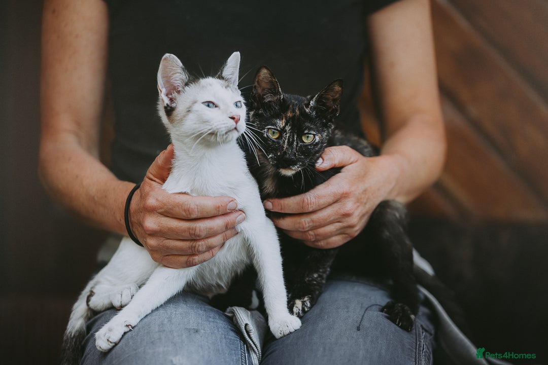 Siamese cats for adoption: Siamese cross and Tortoiseshell sister - Image 1
