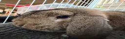 Mini Lop rabbits for sale: Rabbit mini lop beautiful needing re-homed  - Advert 2