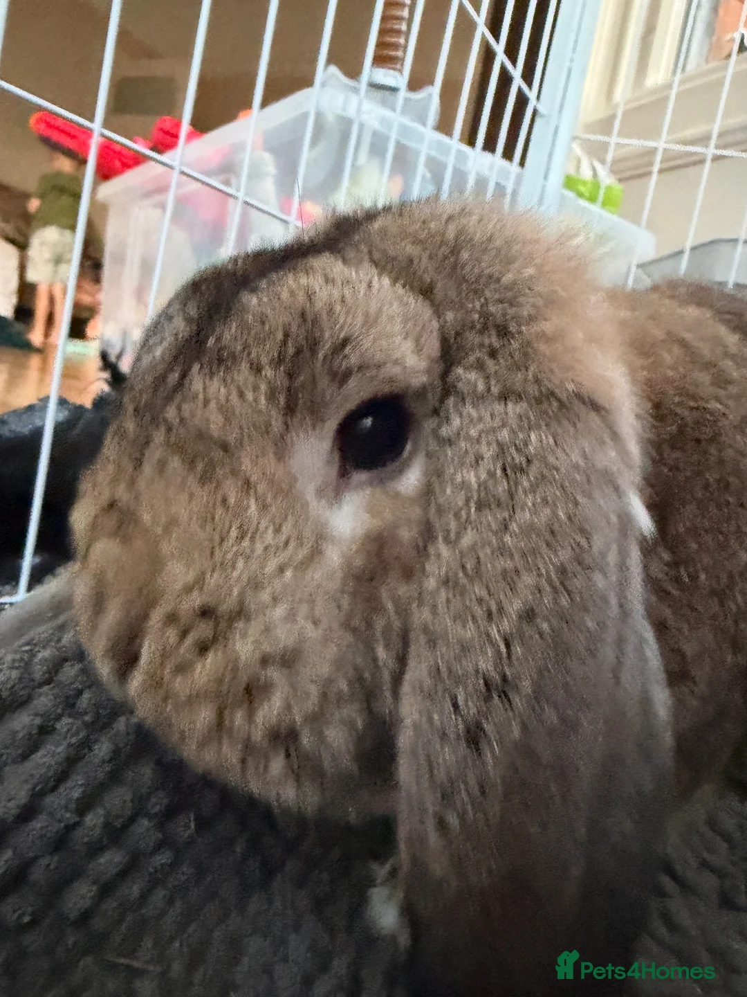 Mini Lop rabbits for sale: Rabbit mini lop beautiful needing re-homed  - Advert 2