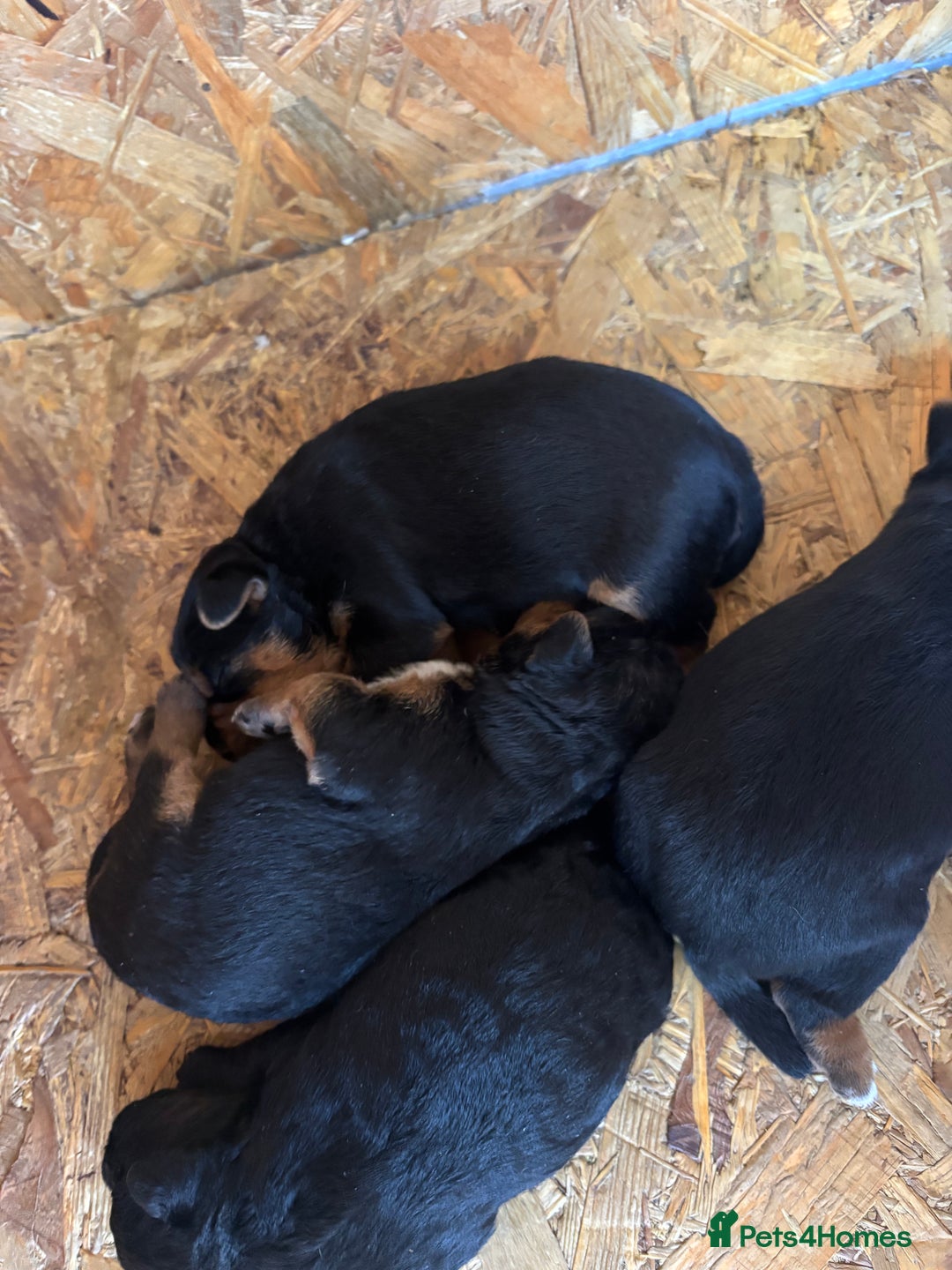 Patterdale Terrier dogs for sale: ❤️❤️Rosie & bobs litter ❤️❤️ - Image 19