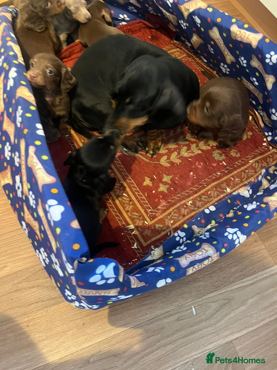 Dachshund dogs for sale: Dachshund - Advert 13