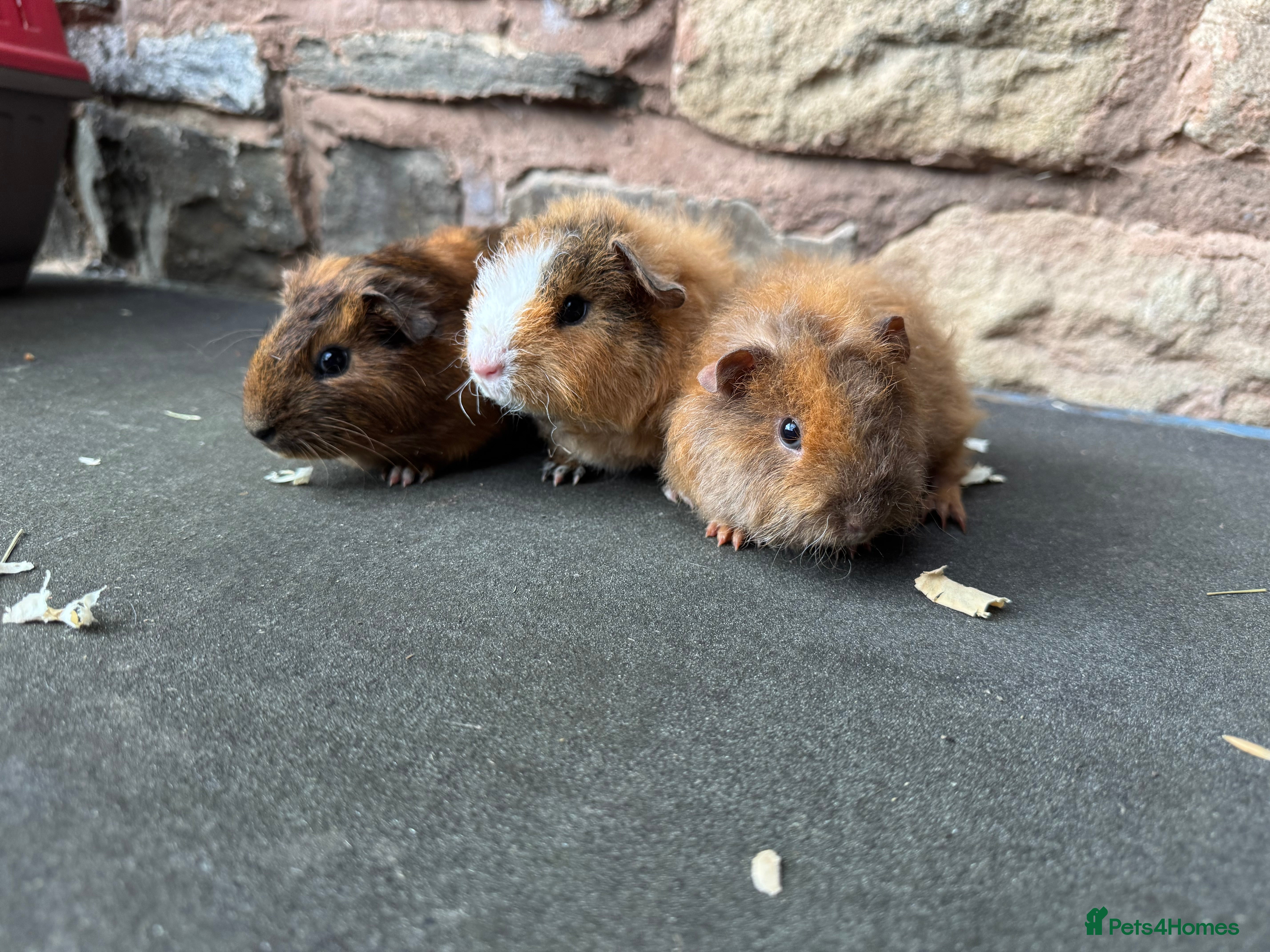 Guinea Pig rodents Baby male guinea pigs for sale  - Advert 1