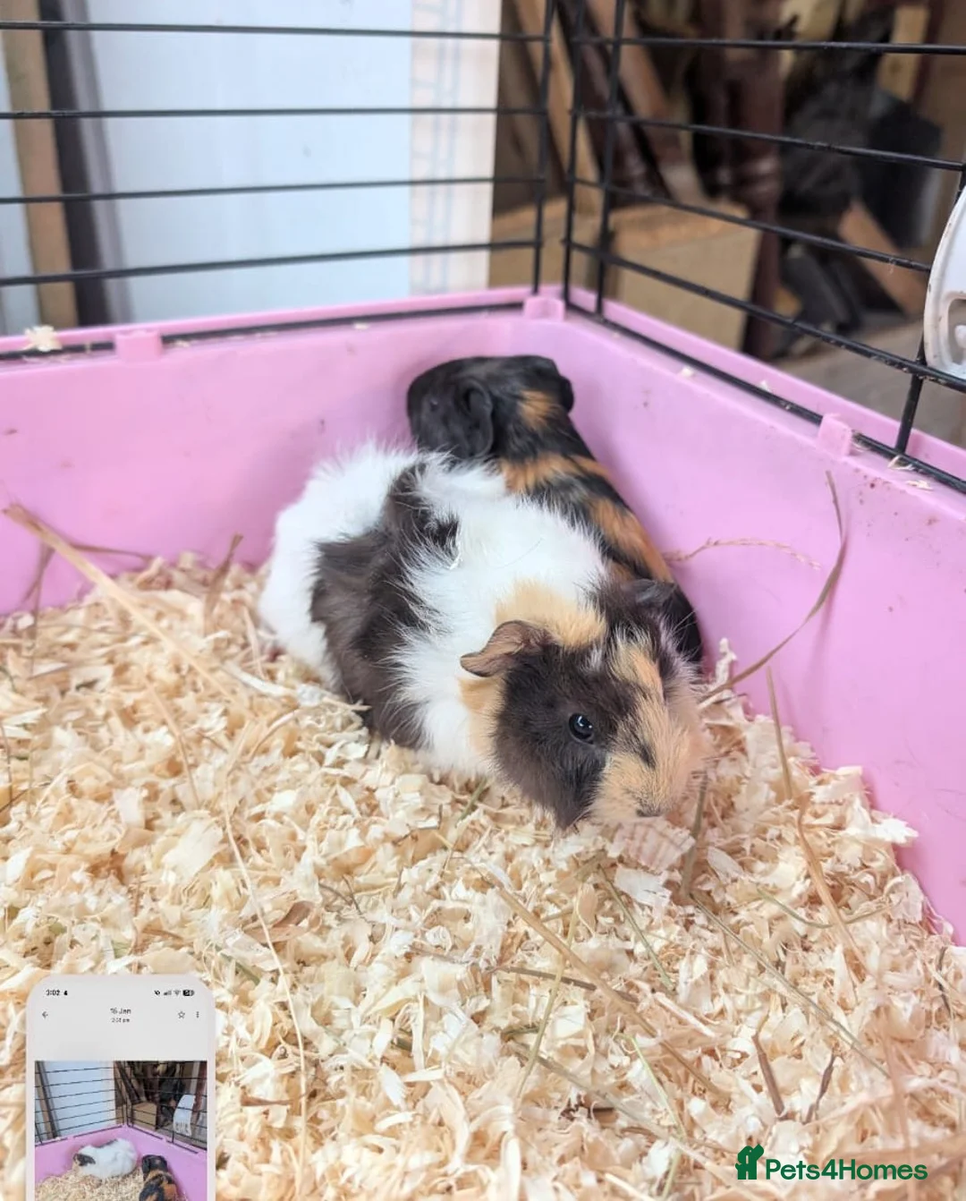 Guinea Pig rodents for sale: Lovely guinea pigs - Advert 2