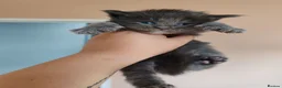 Maine Coon cats for sale: Pure Maine coons kittens ❤️❤️  - Advert 5