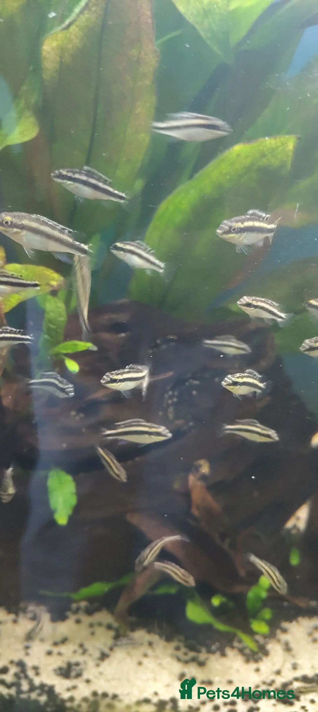 Cichlids fish for sale: Kribensis cichlid Tropical Fish in Tamworth - Advert 2