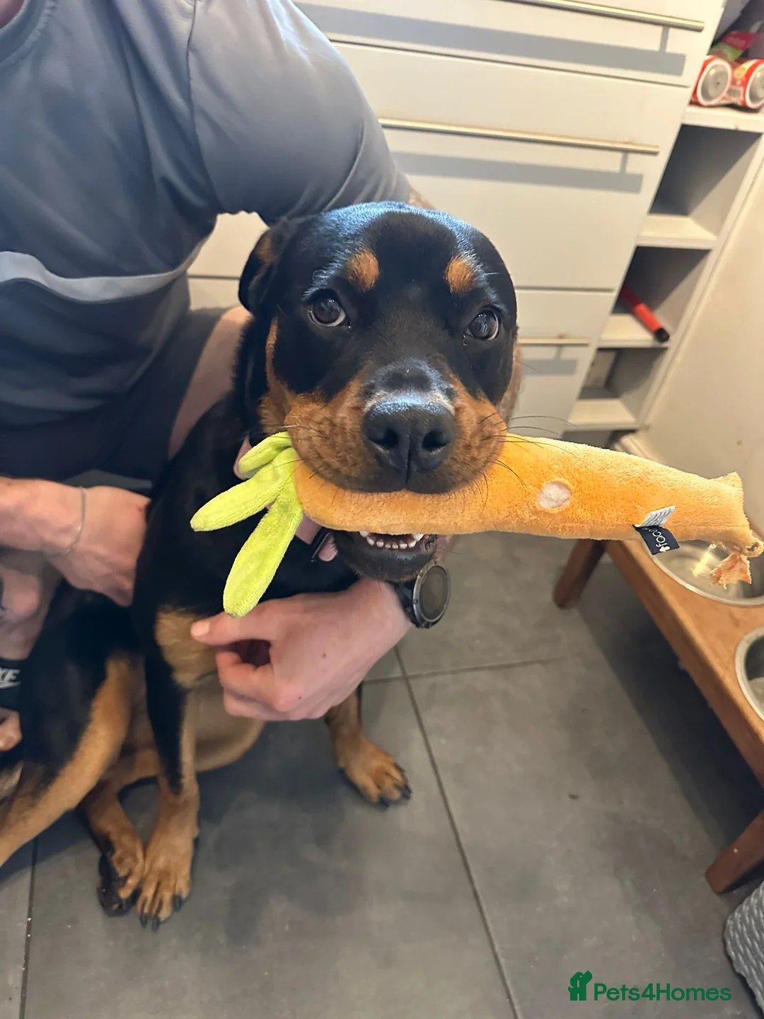 Rottweiler dogs for sale: Roxy the Rottweiler  in Eastbourne - Advert 2