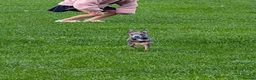 Italian Greyhound dogs for stud: KC registered Italian greyhound for stud - Advert 4