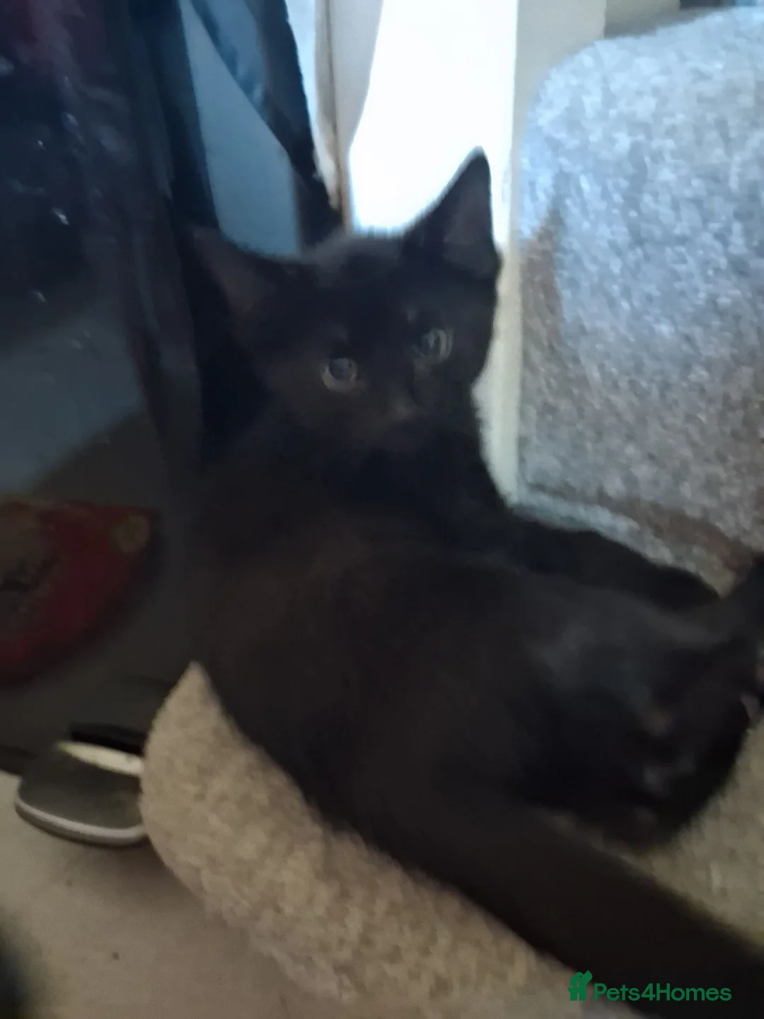 Mixed Breed cats for sale: Kittens 1 male and 3 Afrmale - Advert 5