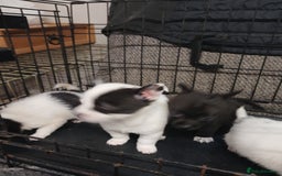 Mixed Breed dogs for sale: Pomeranian cross puppies ready now - Image 9