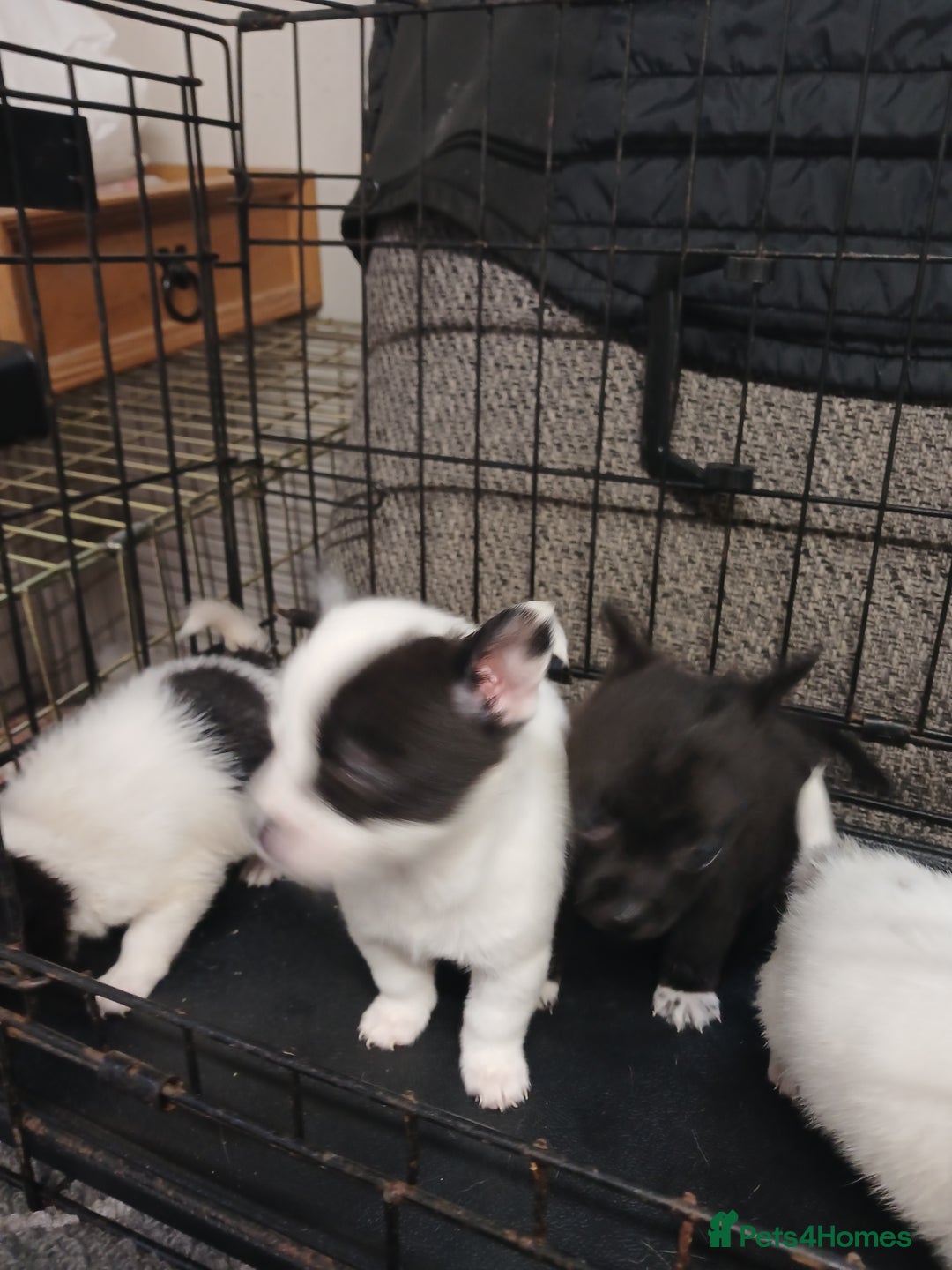 Mixed Breed dogs for sale: Pomeranian cross puppies ready now - Image 9