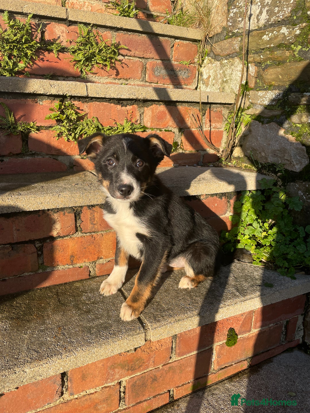 Border Collie dogs for sale: 3 Beautiful Sheepdog Puppies - Advert 10