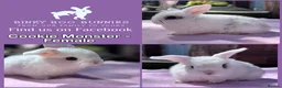 Mini Lop rabbits for sale: Baby Mini Lop Bunnies - Reserve now, collect 10/06 - Advert 9