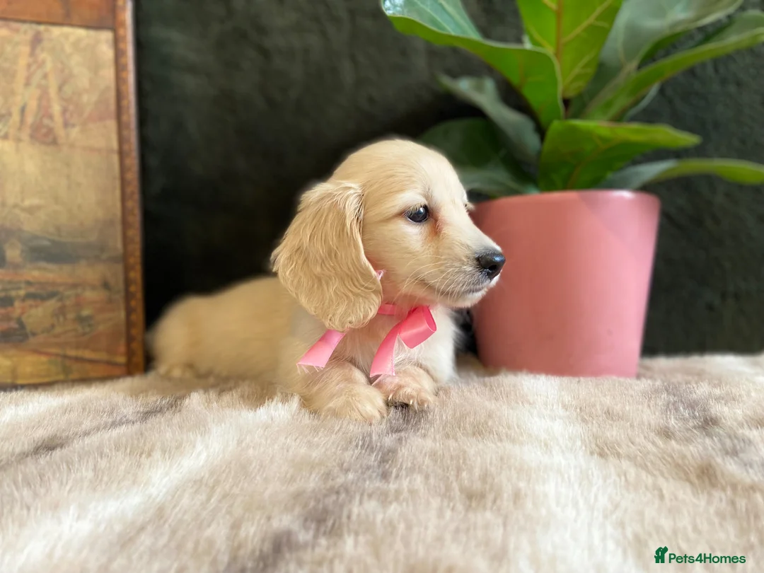 Miniature Dachshund dogs for sale: EXQUISITE CREAM KC MINIATURE DACHSHUND  LONG HAIR - Advert 2