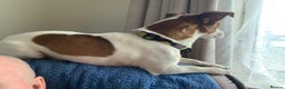 Jack Russell dogs for stud: Handsome Jack Russel boy  to Stud in Doncaster - Advert 4