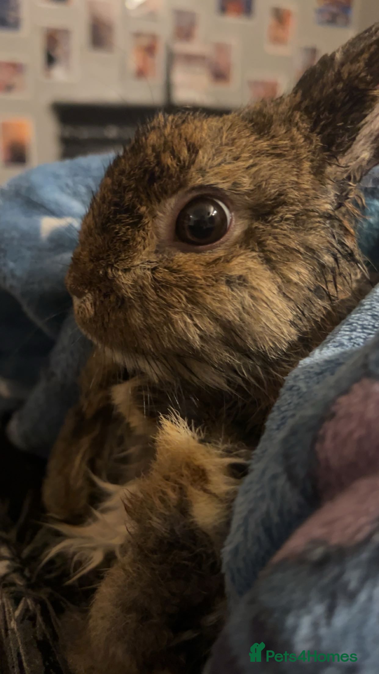 Netherland Dwarf rabbits 3 male Netherland dwarf rabbits  - Advert 16