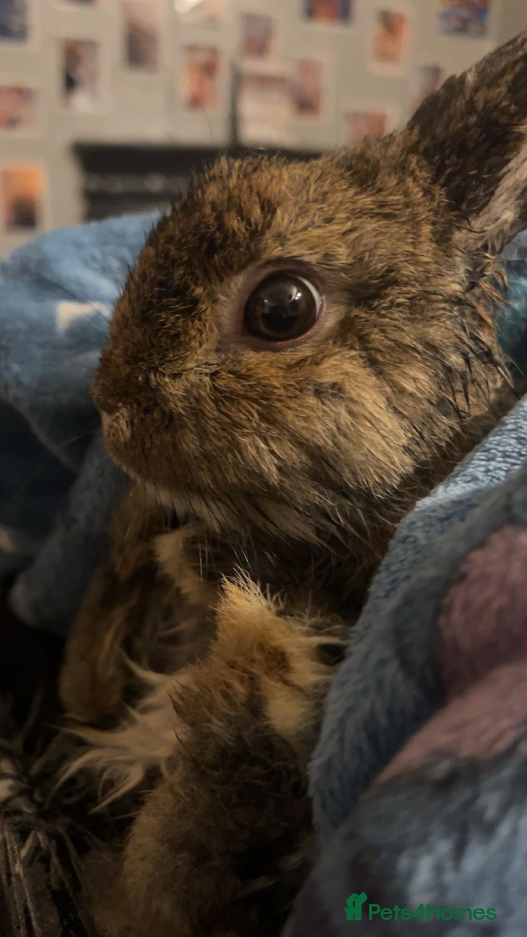 Netherland Dwarf rabbits for sale: 3 male Netherland dwarf rabbits  - Advert 1