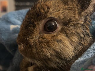 Netherland Dwarf rabbits 3 male Netherland dwarf rabbits - Advert 2