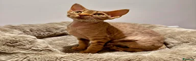 Devon Rex 2