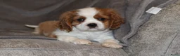 Cavalier King Charles Spaniel dogs for sale: Heart and health tested, KC registered. - Advert 24
